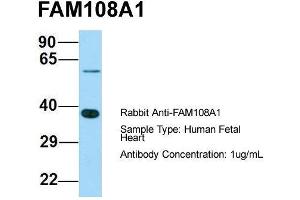 Host: Rabbit  Target Name: FAM108A1  Sample Tissue: Human Fetal Heart  Antibody Dilution: 1.