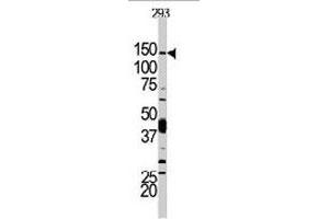 Western blot analysis of PIK3CD polyclonal antibody  in 293 cell line lysates. (PIK3CD antibody  (N-Term))