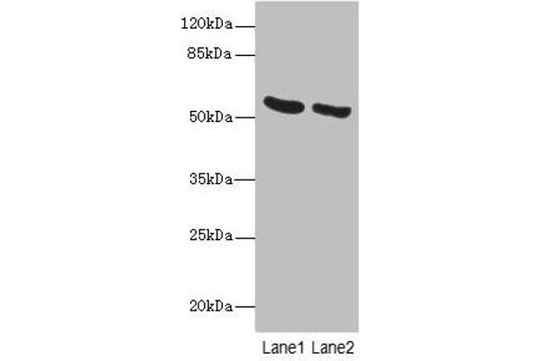 PNPLA2 antibody  (AA 1-504)