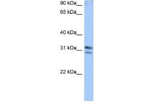 RG9MTD3 antibody used at 0.