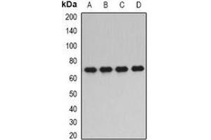 Western blot analysis of PPP2R1A expression in SKOV3 (A), HepG2 (B), mouse brain (C), mouse kidney (D) whole cell lysates. (PPP2R1A antibody)