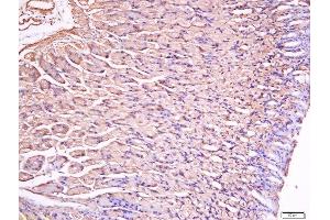Paraformaldehyde-fixed, paraffin embedded mouse stomach tissue, Antigen retrieval by boiling in sodium citrate buffer(pH6) for 15min, Block endogenous peroxidase by 3% hydrogen peroxide for 30 minutes, Blocking buffer (normal goat serum) at 37°C for 20min, Antibody incubation with Rabbit Anti-Gastrin Polyclonal Antibody, Unconjugated  at 1:200 overnight at 4°C, followed by a conjugated secondary and DAB staining (Gastrin antibody  (AA 77-92))