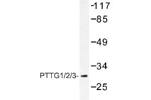Image no. 1 for anti-Pituitary Tumor-Transforming 1 (PTTG1) antibody (ABIN272154) (PTTG1 antibody)