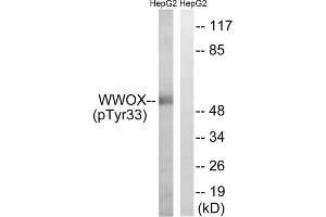 Western blot analysis of extracts from HepG2 cells, treated with PMA (125ng/ml, 30mins), using WWOX (Phospho-Tyr33) antibody. (WWOX antibody  (pTyr33))