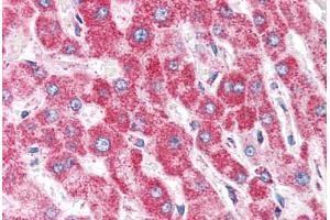 Human Liver (formalin-fixed, paraffin-embedded) stained with CLPP antibody ABIN351471 at 2. (CLPP antibody  (AA 265-277))