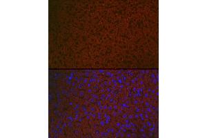 Immunofluorescence analysis of mouse liver using R Rabbit pAb (ABIN6131585, ABIN6146704, ABIN6146705 and ABIN6222716) at dilution of 1:100 (40x lens). (Chemerin antibody  (AA 17-163))