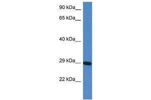 WB Suggested Anti-Prrg3 Antibody   Titration: 1. (PRRG3 antibody  (N-Term))