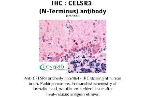 Image no. 1 for anti-Cadherin EGF LAG Seven Pass G-Type Receptor 3 (CELSR3) (Extracellular Domain), (N-Term) antibody (ABIN1732976) (CELSR3 antibody  (Extracellular Domain, N-Term))