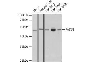 Western blot analysis of extracts of various cell lines, using F antibody (ABIN7267155) at 1:1000 dilution. (FADS1 antibody)