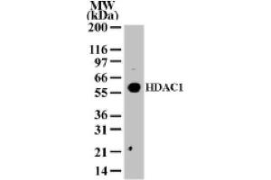 HDAC1 pAb tested by Western blot. (HDAC1 antibody  (AA 1-5))