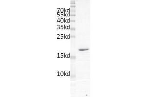 Recombinant BRD2 (71-194) protein gel.