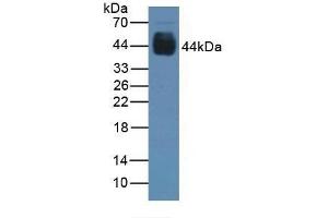 Detection of PAX6 in Rat Stomach Tissue using Polyclonal Antibody to Paired Box Gene 6 (PAX6) (PAX6 antibody  (AA 1-130))