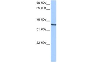 Western Blotting (WB) image for anti-Chondroadherin (CHAD) antibody (ABIN2463482) (CHAD antibody)