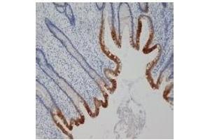 Staining of paraffin embedded human appendix with mouse anti human cytokeratin 19 (ABIN114797). (Cytokeratin 19 antibody)