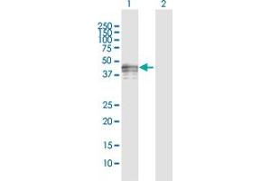 Western Blot analysis of PVRL3 expression in transfected 293T cell line by PVRL3 MaxPab polyclonal antibody. (nectin-3 antibody  (AA 1-366))