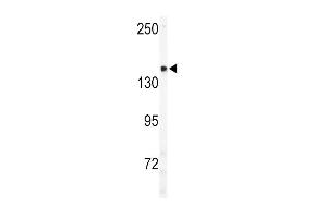 Western blot analysis of ULK2 Antibody (C-term) (ABIN392693 and ABIN2842179) in mouse brain tissue lysates (35 μg/lane). (ULK2 antibody  (C-Term))