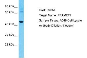 Host: Rabbit Target Name: PRAMEF7 Sample Type: A549 Whole Cell lysates Antibody Dilution: 1. (PRAMEF7 antibody  (N-Term))