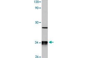 Western blot analysis of HeLa cell lysate with CYB5R3 polyclonal antibody  at 1:500 dilution.