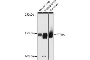 Western blot analysis of extracts of various cell lines, using PTPRA antibody (ABIN6131113, ABIN6146452, ABIN6146453 and ABIN6215926) at 1:2000 dilution. (PTPRA antibody  (AA 529-793))