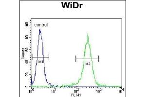 ATP5B Antibody (Center) (ABIN650786 and ABIN2839558) flow cytometric analysis of WiDr cells (right histogram) compared to a negative control cell (left histogram). (ATP5B antibody  (AA 135-163))