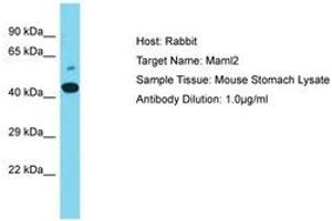 Image no. 1 for anti-Mastermind-Like 2 (MAML2) (AA 324-373) antibody (ABIN6750291) (MAML2 antibody  (AA 324-373))