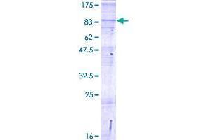 SLC24A6 Protein (AA 1-584) (GST tag)