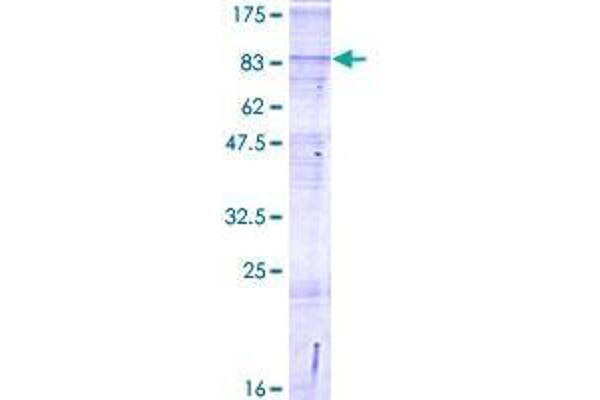 SLC24A6 Protein (AA 1-584) (GST tag)