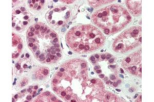 Anti-BNIP3L antibody IHC of human kidney. (BNIP3L/NIX antibody  (AA 77-92))