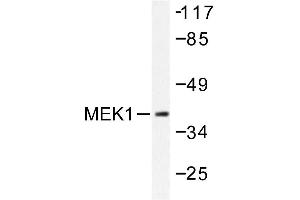 Image no. 1 for anti-Mitogen-Activated Protein Kinase Kinase 1 (MAP2K1) antibody (ABIN272034) (MEK1 antibody)