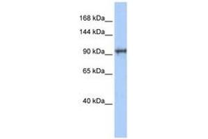 Image no. 1 for anti-Spindle and Centriole Associated Protein 1 (SPICE1) (AA 35-84) antibody (ABIN6741171) (SPICE1 antibody  (AA 35-84))