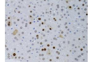 Immunohistochemistry of paraffin-embedded mouse liver using PCNA antibody (ABIN1874056) at dilution of 1:100 (40x lens). (PCNA antibody)