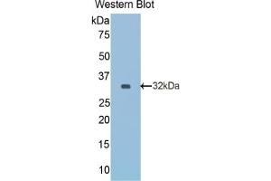 Detection of Recombinant Reelin, Rat using Monoclonal Antibody to Reelin (RELN) (Reelin antibody  (AA 2400-2610))