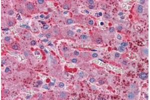 Anti-TFPI antibody IHC staining of human liver. (TFPI antibody  (AA 29-44))