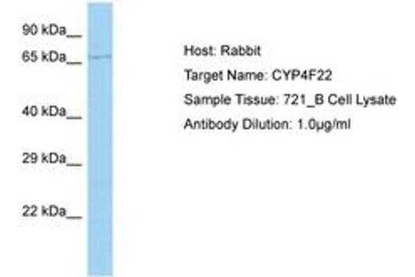CYP4F22 antibody  (AA 207-256)