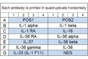 Image no. 1 for Human IL-1 Family Cytokine Array Q1 (ABIN4956065) (Human IL-1 Family Cytokine Array Q1)