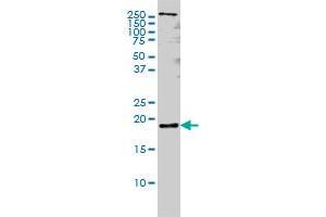 PTN monoclonal antibody (M01), clone 5C3 Western Blot analysis of PTN expression in Hela S3 NE . (Pleiotrophin antibody  (AA 45-154))