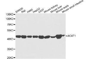 Western blot analysis of extracts of various cell lines, using ACAT1 antibody. (ACAT1 antibody)