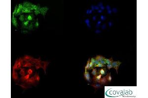 Image no. 2 for anti-Solute Carrier Family 40 (Iron-Regulated Transporter), Member 1 (SLC40A1) (AA 250-300) antibody (ABIN1734333) (SLC40A1 antibody  (AA 250-300))