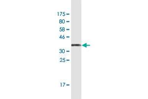 Western Blotting (WB) image for anti-CD59 (CD59) (AA 1-128) antibody (ABIN947663)