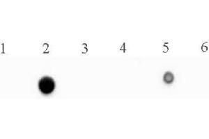5-Methylcytosine (5-mC) antibody (mAb) tested by dot blot analysis. (5-Methylcytosine antibody)