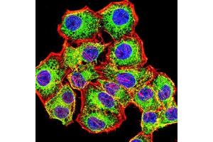 Immunofluorescence analysis of Hela cells using ACTH mouse mAb (green). (ACTH antibody)