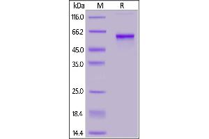 Biotinylated SARS-CoV-2 S protein RBD, Mouse IgG1 Fc,Avitag™(MALS verified) on  under reducing (R) condition.