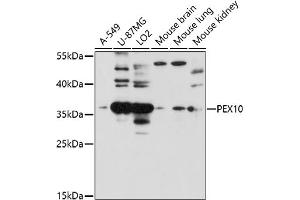 Western blot analysis of extracts of various cell lines, using PEX10 antibody (ABIN7269242) at 1:1000 dilution. (PEX10 antibody  (AA 10-160))