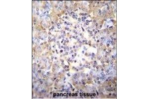 TSNARE1 Antibody (C-term) (ABIN655257 and ABIN2844854) immunohistochemistry analysis in formalin fixed and paraffin embedded human pancreas tissue followed by peroxidase conjugation of the secondary antibody and DAB staining. (TSNARE1 antibody  (C-Term))