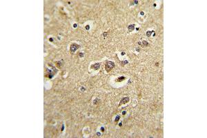 anti-Low Density Lipoprotein Receptor-Related Protein Associated Protein 1 (LRPAP1) (AA 281-309), (C-Term) antibody