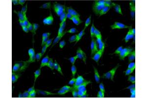 Immunofluorescence (IF) image for anti-Adaptor-Related Protein Complex 2, alpha 1 Subunit (AP2A1) (AA 38-215) antibody (ABIN968009) (alpha Adaptin antibody  (AA 38-215))