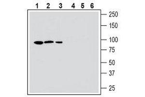 Western blot analysis human HepG2 hepatocellular carcinoma cell line lysate (lanes 1 and 4), mouse BV-2 microglia cell line lysate (lanes 2 and 5) and human MEG-01 megakaryoblastic leukemia cell line lysate (lanes 3 and 6): - 1-3. (MERTK antibody  (Extracellular, N-Term))