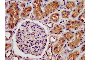 IHC image of ABIN7158567 diluted at 1:500 and staining in paraffin-embedded human kidney tissue performed on a Leica BondTM system. (LRP2 antibody  (AA 1211-1369))