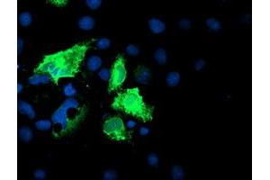 Anti-IDS mouse monoclonal antibody (ABIN2455529) immunofluorescent staining of COS7 cells transiently transfected by pCMV6-ENTRY IDS (RC219187). (IDS antibody)