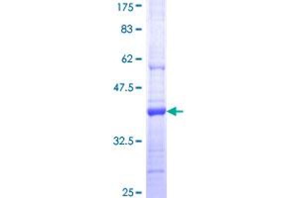 PCDHGA9 Protein (AA 356-445) (GST tag)